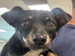 Shelter Stray Male Dog last seen , 14409 Vanowen St, Van Nuys, CA 91405, USA
