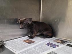 Shelter Stray Male Dog last seen , 3201 Lacy St, Los Angeles, CA 90031, USA