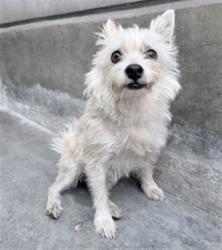 Shelter Stray Male Dog last seen , 3201 Lacy St, Los Angeles, CA 90031, USA