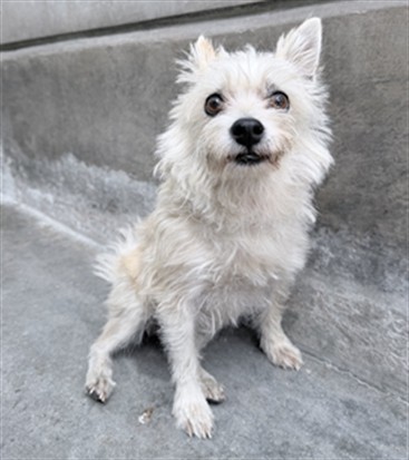 Shelter Stray Male Dog last seen , 3201 Lacy St, Los Angeles, CA 90031, USA