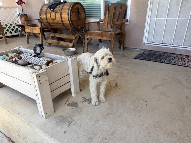 Shelter Stray Female Dog last seen Near BLOCK MT SHASTA ST, PERRIS, CA, 227 N D St, Perris, CA 92570, USA