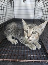 Shelter Stray Male Cat last seen Near BLK AVENIDA FRASCA DR,BAKERSFIELD,CA, 201 S Mt Vernon Ave, Bakersfield, CA 93307, USA