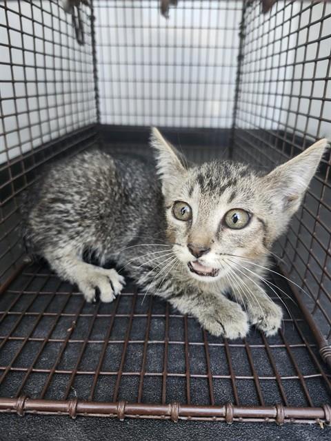 Shelter Stray Male Cat last seen Near BLK AVENIDA FRASCA DR,BAKERSFIELD,CA, 201 S Mt Vernon Ave, Bakersfield, CA 93307, USA