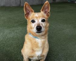 Shelter Stray Male Dog last seen , 11361 W Pico Blvd, Los Angeles, CA 90064, USA