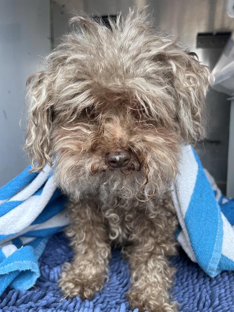 Shelter Stray Male Dog last seen Near BLOCK FOUNTAIN, 1590 Fortmann Way, Alameda, CA 94501, USA