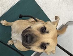 Shelter Stray Female Dog last seen , 11361 W Pico Blvd, Los Angeles, CA 90064, USA