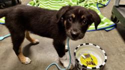 Shelter Stray Male Dog last seen , 11361 W Pico Blvd, Los Angeles, CA 90064, USA