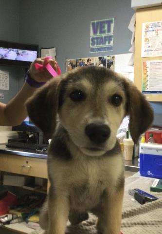 Shelter Stray Female Dog last seen CENTRAL AND MINNESOTA WAY, RIVERSIDE, 6851 Van Buren Boulevard, Jurupa Valley, CA 92509, USA