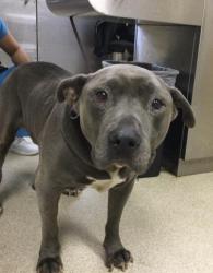 Shelter Stray Male Dog last seen Near BLOCK GRANDE VISTA PKWY, RIVERSIDE CA 92503, 6851 Van Buren Boulevard, Jurupa Valley, CA 92509, USA