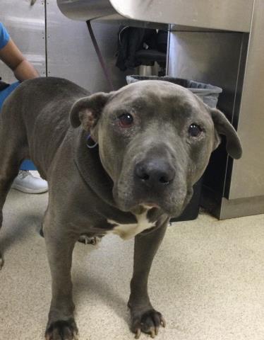 Shelter Stray Male Dog last seen Near BLOCK GRANDE VISTA PKWY, RIVERSIDE CA 92503, 6851 Van Buren Boulevard, Jurupa Valley, CA 92509, USA