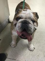 Shelter Stray Male Dog last seen Near BLOCK HAYES ST, RIVERSIDE CA 92503, 6851 Van Buren Boulevard, Jurupa Valley, CA 92509, USA