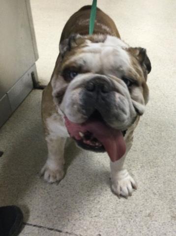 Shelter Stray Male Dog last seen Near BLOCK HAYES ST, RIVERSIDE CA 92503, 6851 Van Buren Boulevard, Jurupa Valley, CA 92509, USA