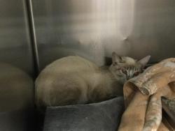 Shelter Stray Female Cat last seen Near BLOCK PILOT DR, MECCA, CA, Thousand Palms, CA, USA
