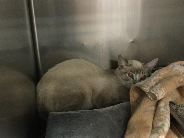 Shelter Stray Female Cat last seen Near BLOCK PILOT DR, MECCA, CA, Thousand Palms, CA, USA