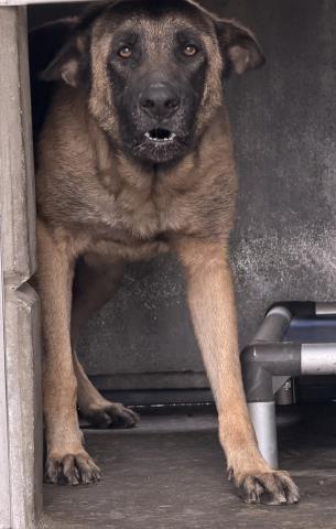 Shelter Stray Male Dog last seen , 957 N Gaffey St, San Pedro, CA 90731, USA