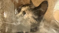 Shelter Stray Female Cat last seen , 957 N Gaffey St, San Pedro, CA 90731, USA