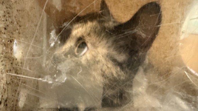 Shelter Stray Female Cat last seen , 957 N Gaffey St, San Pedro, CA 90731, USA