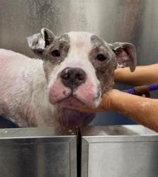Shelter Stray Male Dog last seen CHARLOTTE, 8315 Byrum Dr, Charlotte, NC 28217, USA