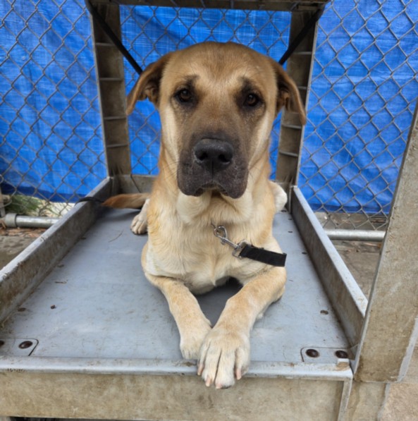 Shelter Stray Male Dog last seen , 1850 W 60th St, Los Angeles, CA 90047, USA