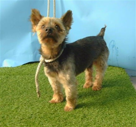 Shelter Stray Male Dog last seen , 216 W Victoria St, Gardena, CA 90248, USA