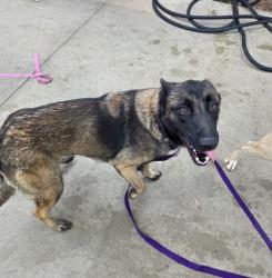 Shelter Stray Female Dog last seen , 1850 W 60th St, Los Angeles, CA 90047, USA