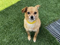 Shelter Stray Male Dog last seen , 1850 W 60th St, Los Angeles, CA 90047, USA