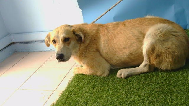 Shelter Stray Female Dog last seen , 216 W Victoria St, Gardena, CA 90248, USA