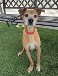Shelter Stray Male Dog last seen , 1850 W 60th St, Los Angeles, CA 90047, USA