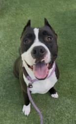 Shelter Stray Male Dog last seen , 1850 W 60th St, Los Angeles, CA 90047, USA