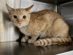Shelter Stray Female Cat last seen , 1850 W 60th St, Los Angeles, CA 90047, USA