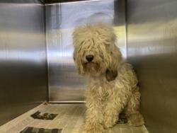 Shelter Stray Female Dog last seen , 1850 W 60th St, Los Angeles, CA 90047, USA