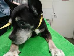 Shelter Stray Female Dog last seen , 1850 W 60th St, Los Angeles, CA 90047, USA