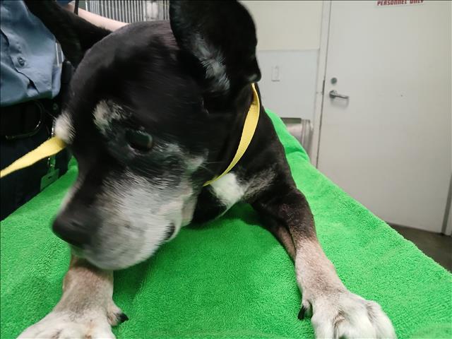 Shelter Stray Female Dog last seen , 1850 W 60th St, Los Angeles, CA 90047, USA