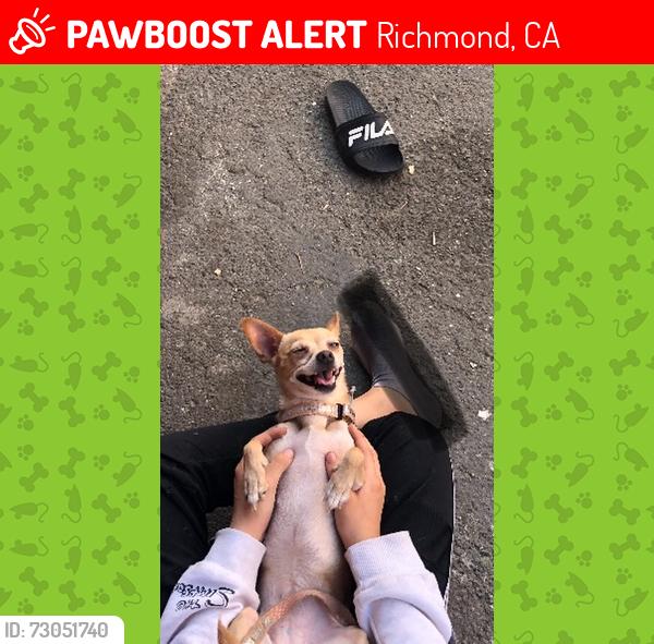 Lost Female Dog last seen Rumril Ave Richmond Ca, Richmond, CA 94804