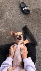 Lost Female Dog last seen Rumril Ave Richmond Ca, Richmond, CA 94804