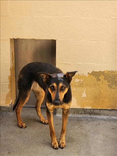 Shelter Stray Female Dog last seen , West Valley Animal Shelter, 20655 Plummer St, Chatsworth, CA 91311, USA