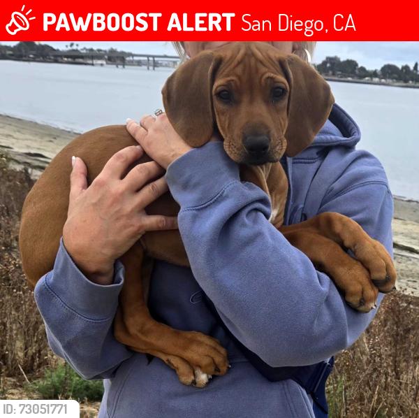 Lost Female Dog last seen Fiesta Island Rd, San Diego, CA 92109