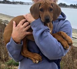 Lost Female Dog last seen Fiesta Island Rd, San Diego, CA 92109