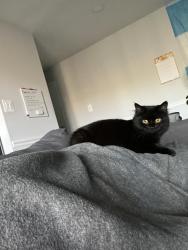 Reunited Female Cat last seen Mohegan Dr, Falls Church, VA 22043