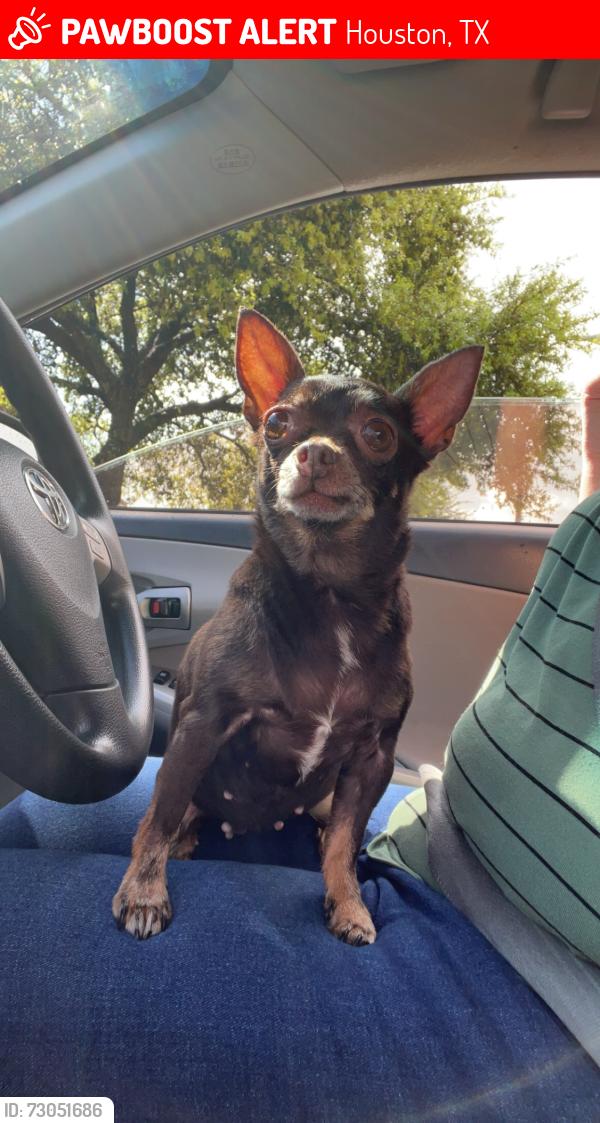 Lost Female Dog last seen Cypress North Houston , Houston, TX 77065