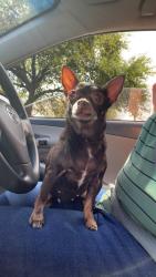 Lost Female Dog last seen Cypress North Houston , Houston, TX 77065