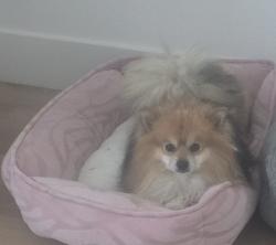 Lost Male Dog last seen McKinley  and Magnolia , Corona, CA 92879