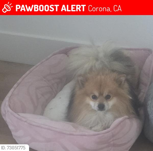 Lost Male Dog last seen McKinley  and Magnolia , Corona, CA 92879