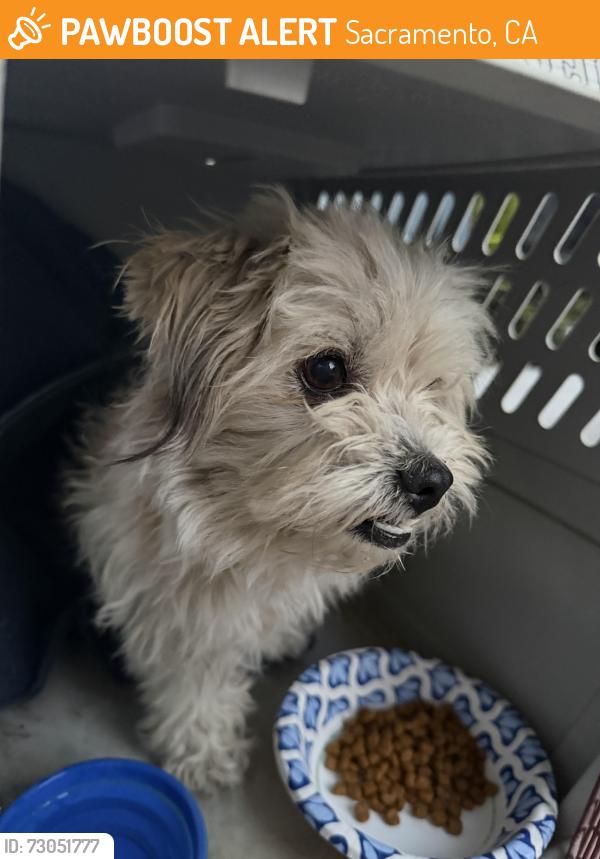 Found/Stray Female Dog last seen Valley Hi Dr, Sacramento, CA 95823