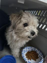 Found/Stray Female Dog last seen Valley Hi Dr, Sacramento, CA 95823