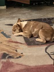 Found/Stray Male Dog last seen Tropical and Grand Heritage, Las Vegas, NV 89130