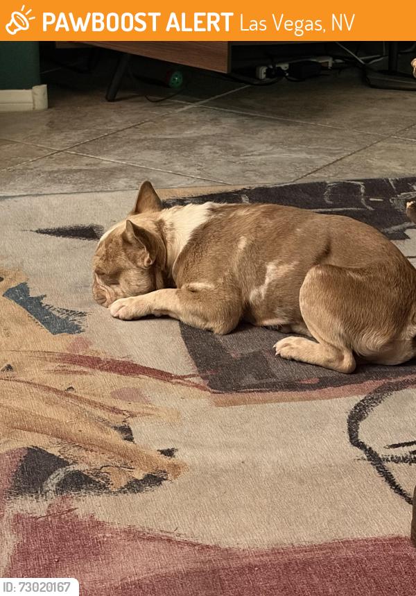 Found/Stray Male Dog last seen Tropical and Grand Heritage, Las Vegas, NV 89130