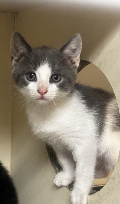 Shelter Stray Male Cat last seen Near N Dekalb Dr, Atlanta, GA 30340, 30340, GA, 3280 Chamblee Dunwoody Rd, Chamblee, GA 30341, USA