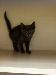 Shelter Stray Male Cat last seen Near N Dekalb Dr, Atlanta, GA 30340, 30340, GA, 3280 Chamblee Dunwoody Rd, Chamblee, GA 30341, USA
