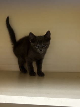 Shelter Stray Male Cat last seen Near N Dekalb Dr, Atlanta, GA 30340, 30340, GA, 3280 Chamblee Dunwoody Rd, Chamblee, GA 30341, USA
